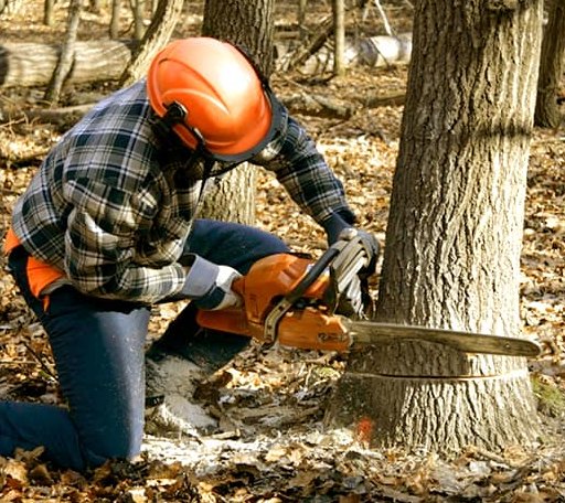 Tree Removal in De Berry, TX
